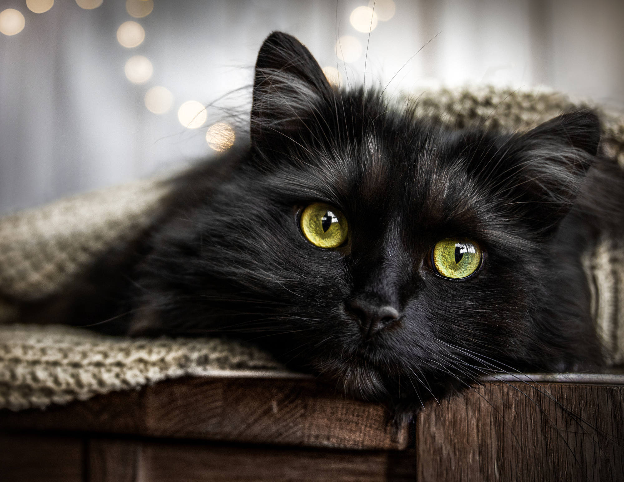 From Superstition to Storytelling: The Legacy of Black Cats