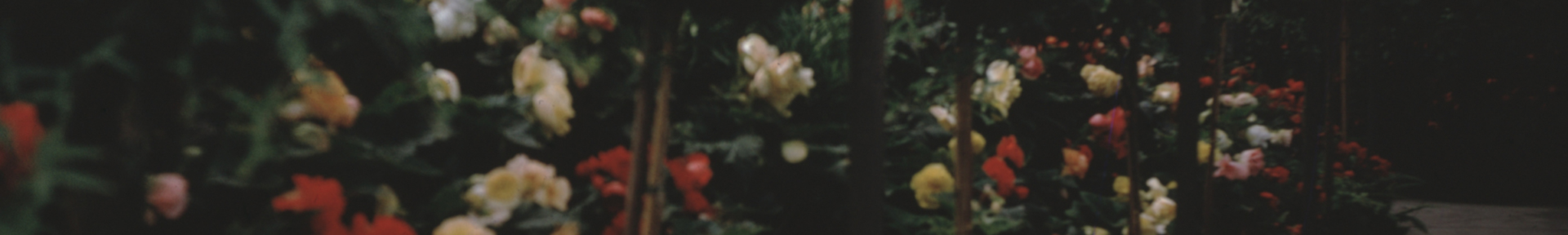 Kristine Starling | Author